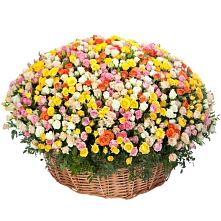 Премиум букет из: Розы #REPLACE_PRED# Старой Руссе